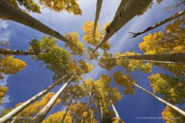 Susan_Cullumber_FNP_1