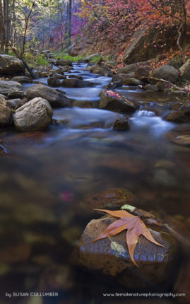 Susan_Cullumber_FNP_14