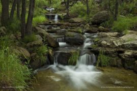 Susan_Cullumber_FNP_6