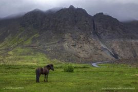 Susan_Cullumber_FNP_8