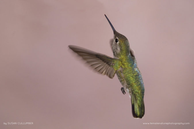 Susan_Cullumber_FNP_9