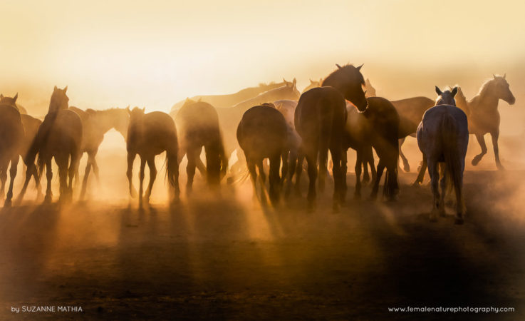 Suzanne_Mathia_FNP_1