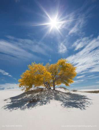 Suzanne_Mathia_FNP_10