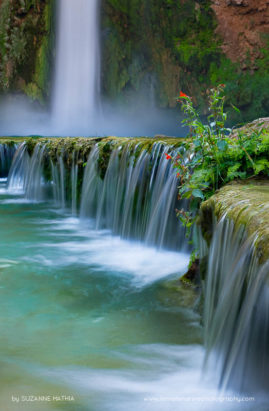 Suzanne_Mathia_FNP_8