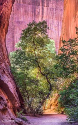 Valerie_Millett_FNP_10