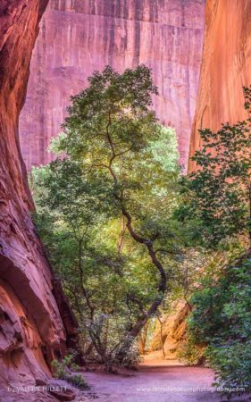 Valerie_Millett_FNP_10