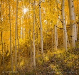 Valerie_Millett_FNP_14