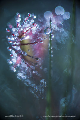 Andrea_Gulickx_FNP_10