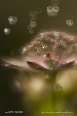 Andrea_Gulickx_FNP_13