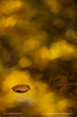 Andrea_Gulickx_FNP_15