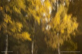 Andrea_Gulickx_FNP_3