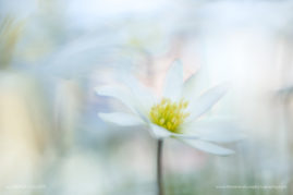 Andrea_Gulickx_FNP_4