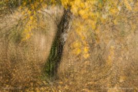 Andrea_Gulickx_FNP_8