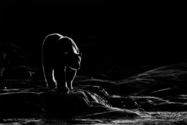 Anette_Mossbacher_FNP_8