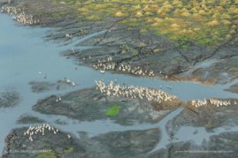 Beena_Balasubramaniam_FNP_10