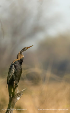 Beena_Balasubramaniam_FNP_14