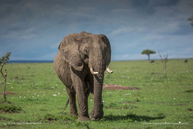 Beena_Balasubramaniam_FNP_3