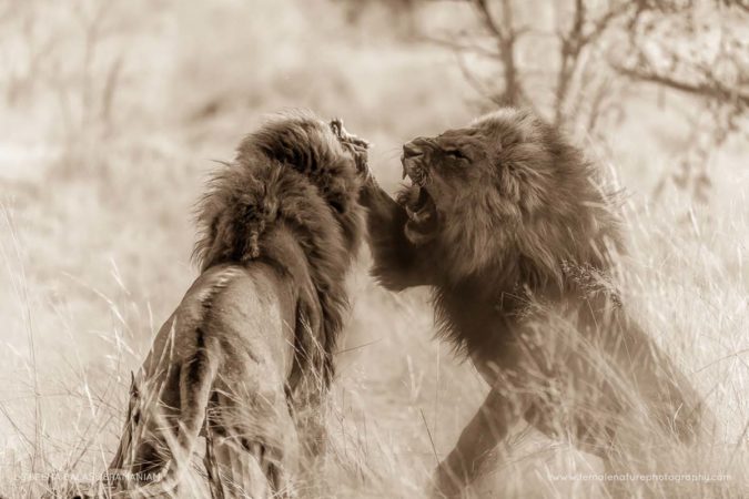 Beena_Balasubramaniam_FNP_5