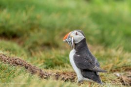 Beena_Balasubramaniam_FNP_7