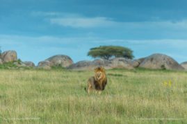 Beena_Balasubramaniam_FNP_8