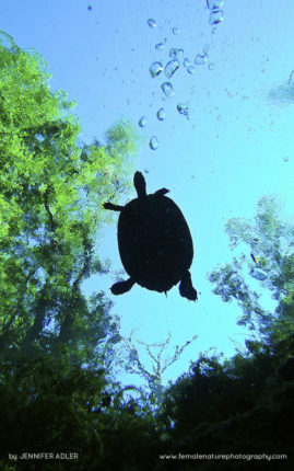 Jennifer_Adler_FNP_15