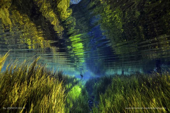 Jennifer_Adler_FNP_2