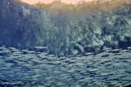 Jennifer_Adler_FNP_3