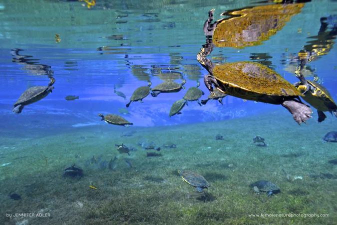 Jennifer_Adler_FNP_6