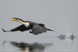 Lizet_Grobbelaar_FNP_1