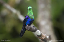 Lizet_Grobbelaar_FNP_12