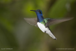 Lizet_Grobbelaar_FNP_13