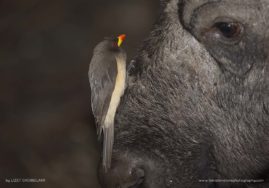 Lizet_Grobbelaar_FNP_14