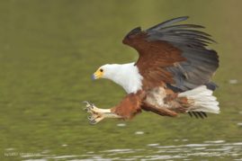 Lizet_Grobbelaar_FNP_15