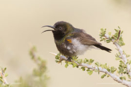 Lizet_Grobbelaar_FNP_9