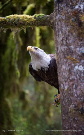 Lorraine_Logan_FNP_10