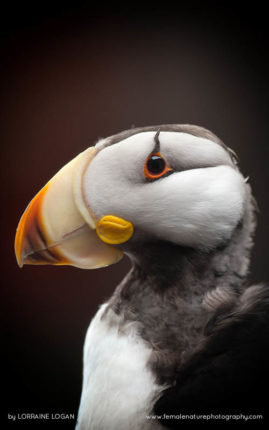 Lorraine_Logan_FNP_13