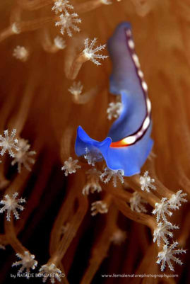 Natalie_Bondarenko_FNP_10