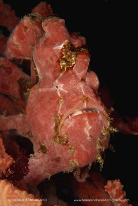 Natalie_Bondarenko_FNP_11