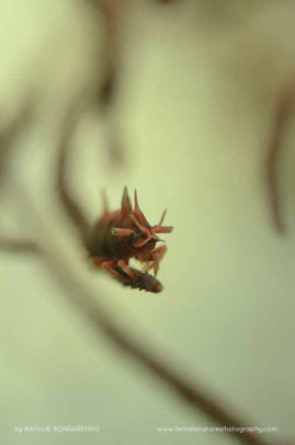 Natalie_Bondarenko_FNP_13