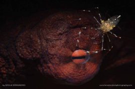 Natalie_Bondarenko_FNP_5