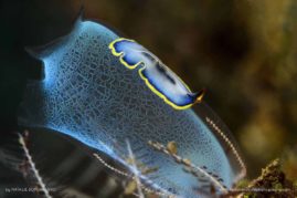 Natalie_Bondarenko_FNP_8