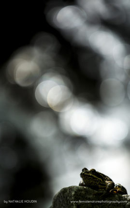 Nathalie_Houdin_FNP_11