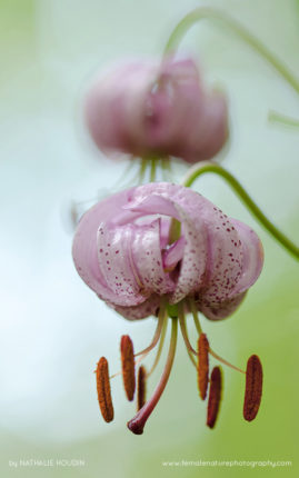 Nathalie_Houdin_FNP_12