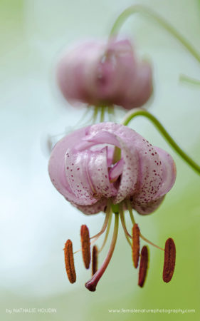 Nathalie_Houdin_FNP_12