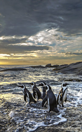 Nathalie_Houdin_FNP_13