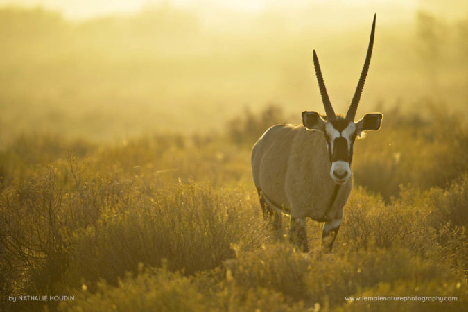 Nathalie_Houdin_FNP_9