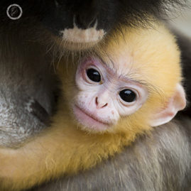 Portfolio carousel 30