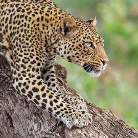 Portfolio carousel 31