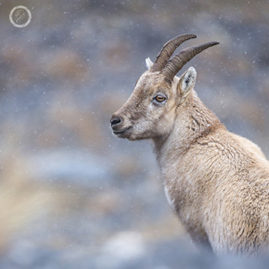 Portfolio carousel 32