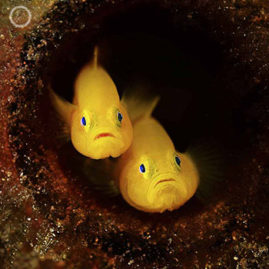 Portfolio carousel 38